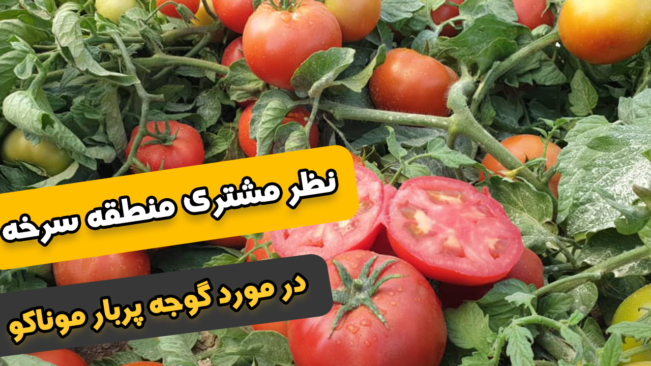 نظر مشتری در مورد بذر گوجه موناکو منطقه سرخه
