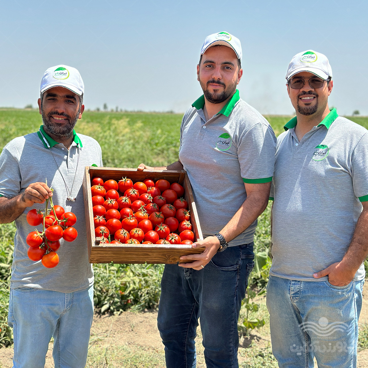 بذر گوجه فرنگی مارس منطقه دشت مغان
